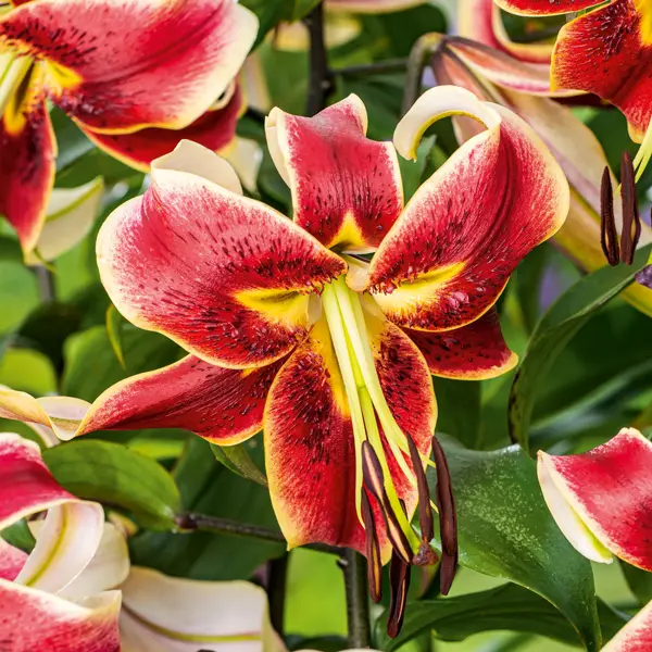 Oriental Trumpet Lilium Scheherazade Oriental Trumpet Lilium Scheherazade