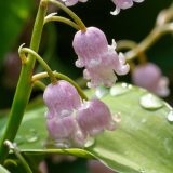 Lily Of The Valley Pink Lily Of The Valley Pink