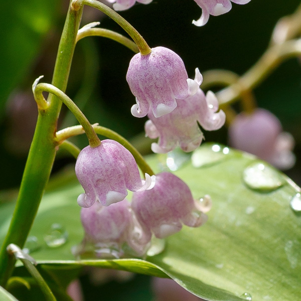 Lily Of The Valley Pink Lily Of The Valley Pink