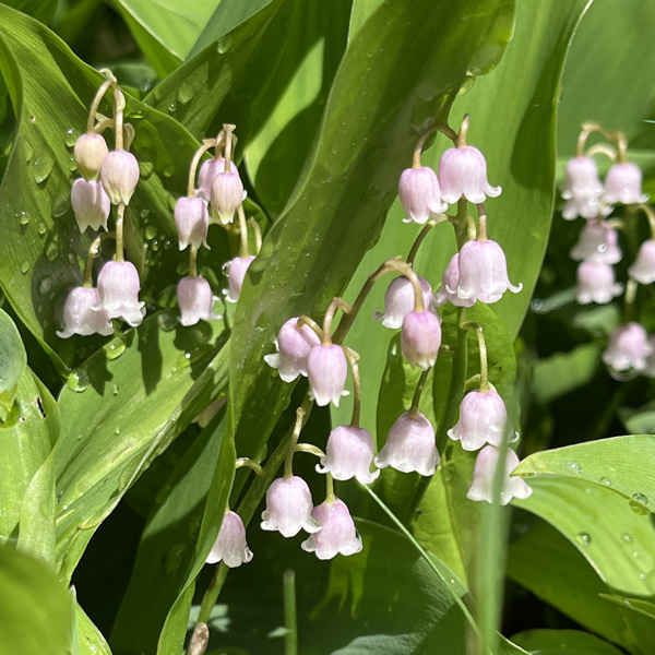 Lily Of The Valley Pink Lily Of The Valley Pink