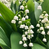 Lily Of The Valley White Lily Of The Valley White