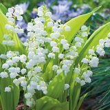 Lily Of The Valley White Lily Of The Valley White
