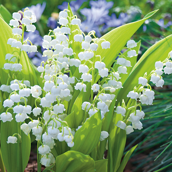 Lily Of The Valley White Lily Of The Valley White
