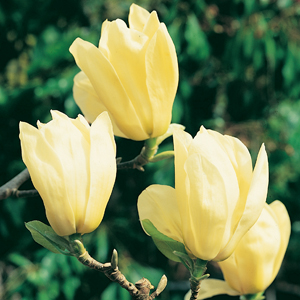 Magnolia Elizabeth Magnolia Elizabeth