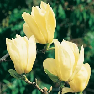 Magnolia Elizabeth Magnolia Elizabeth