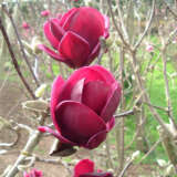 Magnolia Genie (Pbr) Magnolia Genie (Pbr)