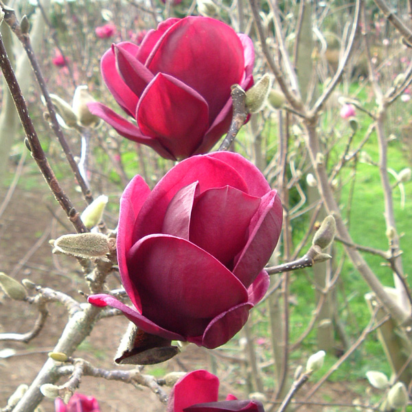 Magnolia Genie (Pbr) Magnolia Genie (Pbr)