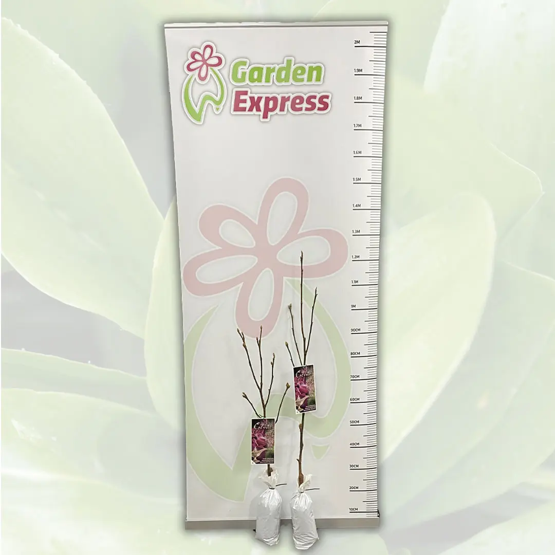Magnolia Genie (Pbr) Magnolia Genie (Pbr)