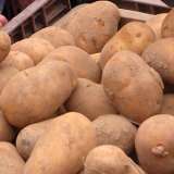 Certified Seed Potato Kennebec Certified Seed Potato Kennebec