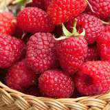 Raspberry Willamette Pkraswil - Garden Express Australia