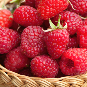 Raspberry Willamette Raspberry Willamette