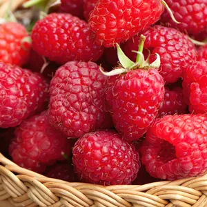 Raspberry Willamette Raspberry Willamette