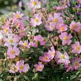 Rock Rose Grayswood Pink Lporrogpi - Garden Express Australia