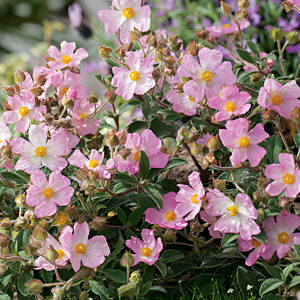 Rock Rose Grayswood Pink