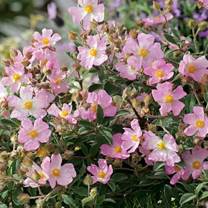 Rock Rose Grayswood Pink Rock Rose Grayswood Pink