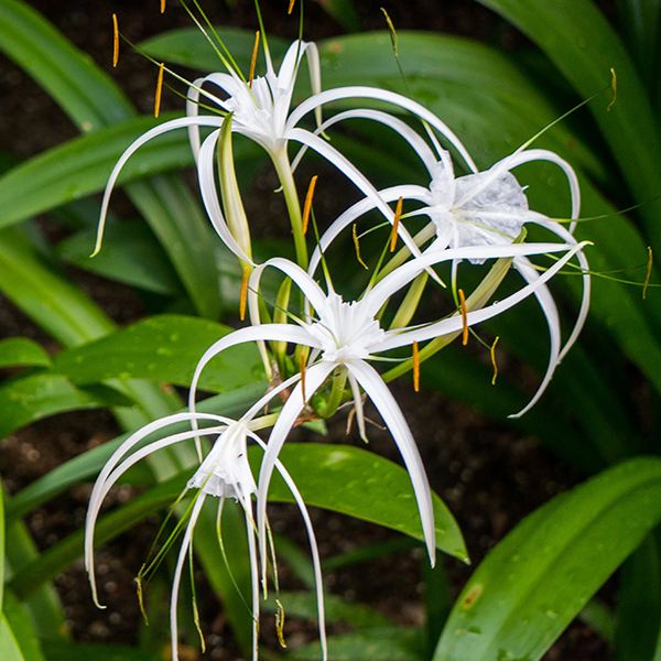 Spider Lily Spider Lily