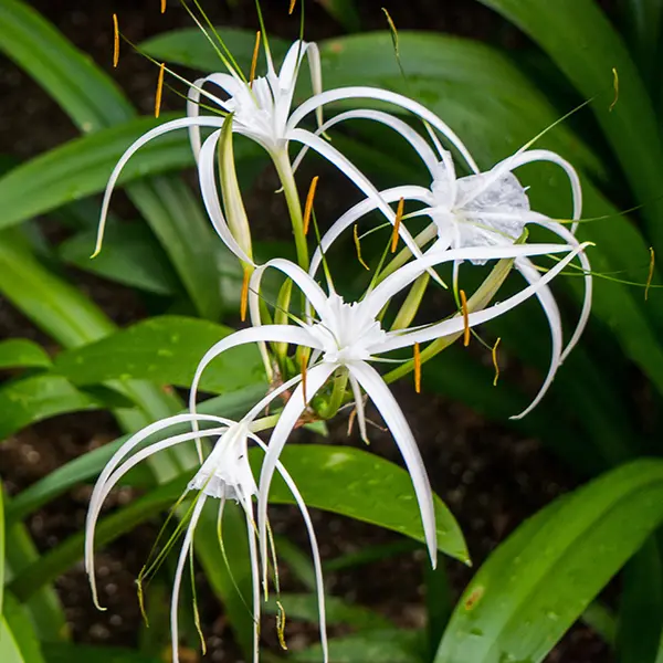 Spider Lily Spider Lily
