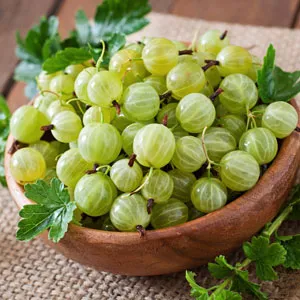 Thornless Gooseberry Thornless Gooseberry