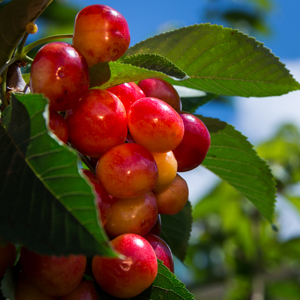 7 Easy Fruit Trees To Grow In Australia: A Beginner’s Guide To Backyard Harvests 7 Easy Fruit Trees To Grow In Australia: A Beginner’s Guide To Backyard Harvests
