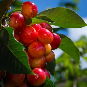 7 Easy Fruit Trees To Grow In Australia: A Beginner’s Guide To Backyard Harvests 7 Easy Fruit Trees To Grow In Australia: A Beginner’s Guide To Backyard Harvests
