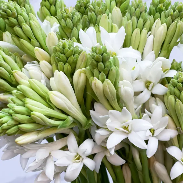 Tuberose Tuberose