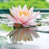 Water Lily Morning Glory Water Lily Morning Glory