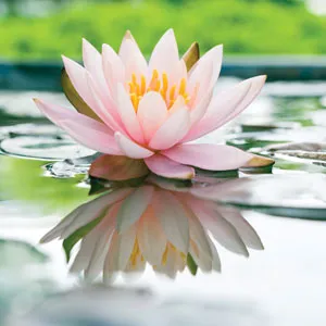 Water Lily Morning Glory Water Lily Morning Glory