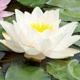 Water Lily Odorata