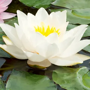 Water Lily Odorata Water Lily Odorata