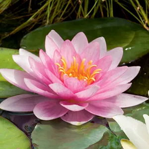 Water Lily Somptuosa