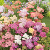 Achillea Summer Pastels Pkascspa - Garden Express Australia