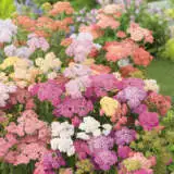Achillea Summer Pastels Pkascspa - Garden Express Australia
