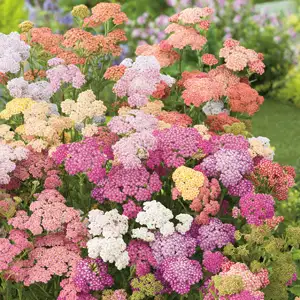 Achillea Summer Pastels Achillea Summer Pastels