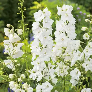 Delphinium Galahad Delphinium Galahad