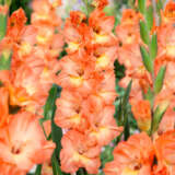 Gladioli Sierra Gladioli Sierra