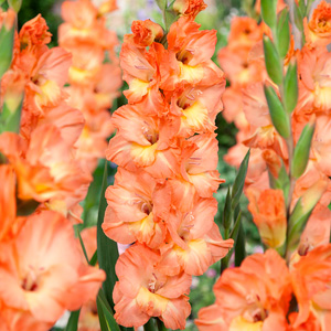 Gladioli Sierra Gladioli Sierra