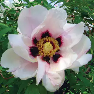 Itoh Peony Pastel Splendour Itoh Peony Pastel Splendour