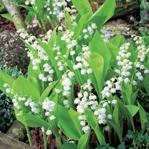Lily Of The Valley White Lily Of The Valley White