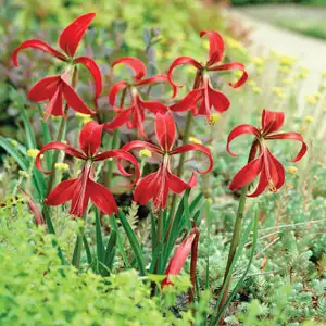 Sprekelia Sprekelia