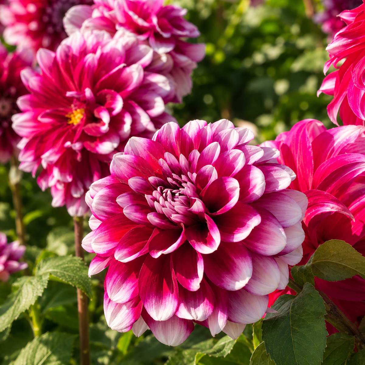 Dahlia Helena Dahlia Helena
