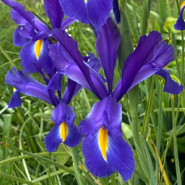 Dutch Iris Professor Blauw Dutch Iris Professor Blauw