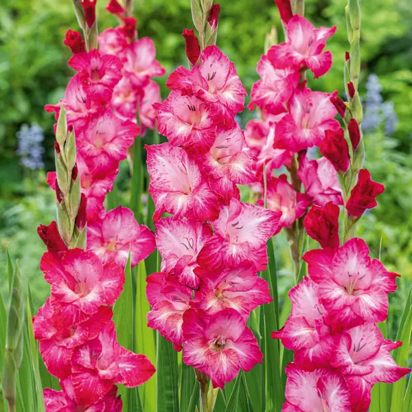 Gladioli Cantate Gladioli Cantate