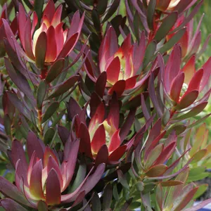 Leucadendron Devils Blush 75mm Pot Leucadendron Devils Blush 75mm Pot