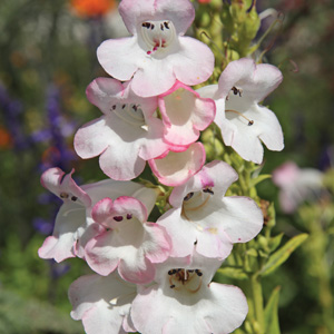Penstemon Osprey Penstemon Osprey