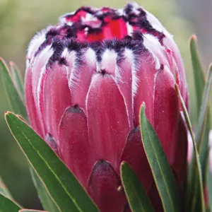 Protea Australis Ruby Protea Australis Ruby