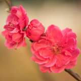 Flowering Peach- Prunus Magnifica Flowering Peach- Prunus Magnifica