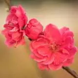 Prunus Magnifica Treprumag - Garden Express Australia