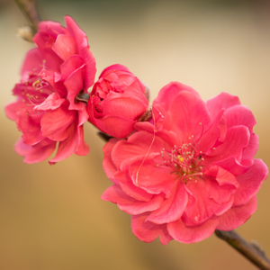 Flowering Peach- Prunus Magnifica