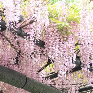 Wisteria Rosea – Pink Japanese