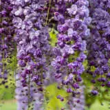 Wisteria Violacea Plena- Double Japanese Wisteria Violacea Plena- Double Japanese